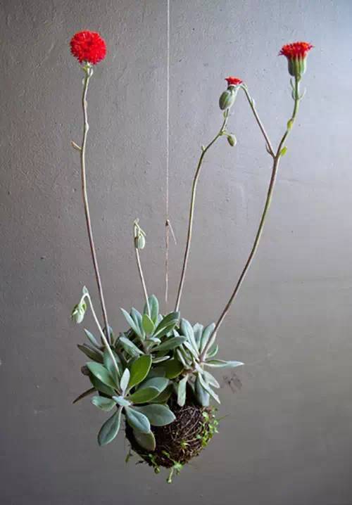 苔藓如何处理才能种花？
