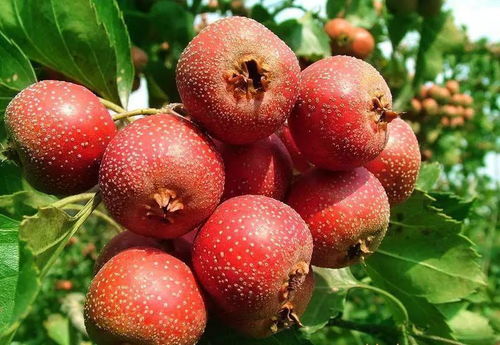 冬日奇迹：火棘的红果+雪松的苍翠