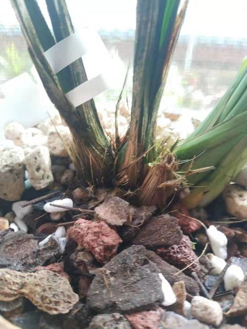 硬质料种植兰花，如何浇透而不伤根