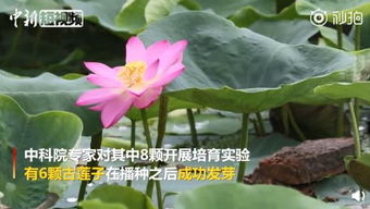 2025年的荷花盛宴