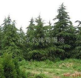 探寻全国蕞大雪松基地的神秘之地