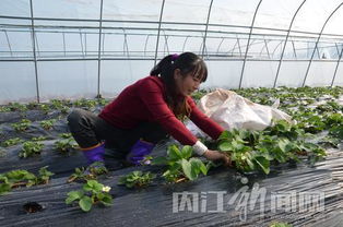 招蜂引蝶：五星花