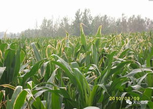 1、 对土壤处理型除草剂因使用...