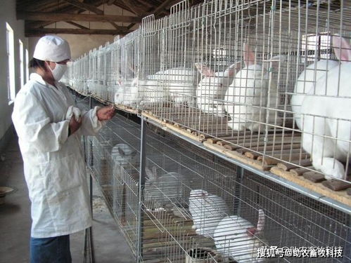 自制兔饲料的最佳配方中，各种原料比例如何精确搭配，才能制作出营养均衡的兔饲料呢？