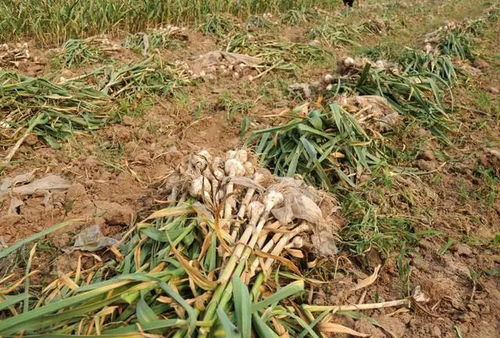 柴胡种植：现在是不是好时机？新手种植时要注意啥？