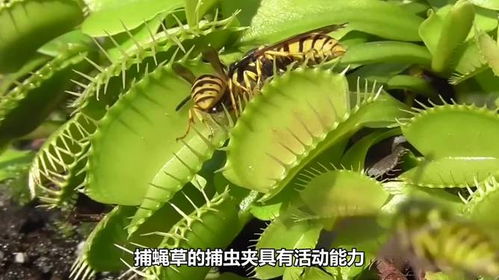 植物捕虫机制，为何如此独特