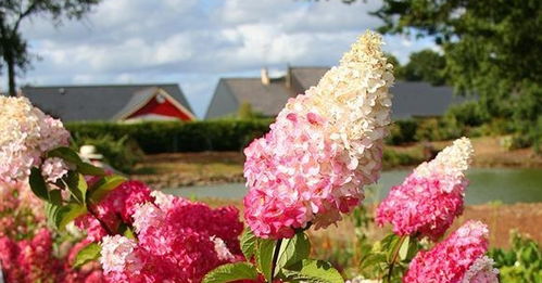 哪种方案种植嫩省下300元？