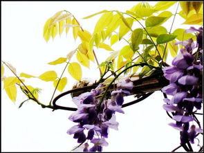 紫藤花在屋顶种植的成本与价值