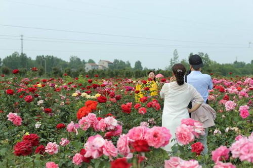 月季花海， 美丽的画卷