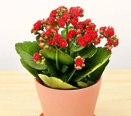 长寿花植物如何养殖？适合哪些光照和土壤
