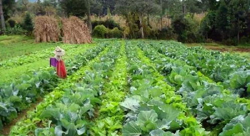 不同作物使用农药的注意事项