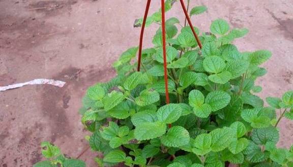 蔷薇夏天不怕晒，但需适当遮荫