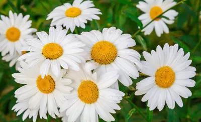 菊花寄深情，牵挂满枝头