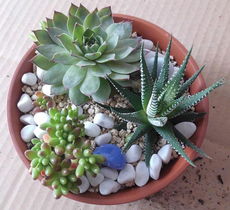 室内水培花卉，美丽生活新选择