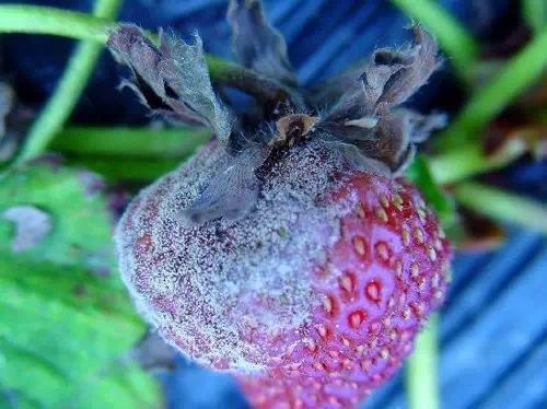草莓灰霉病的危害与挑战