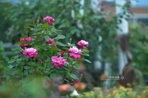 大家刀下留人!!今天,我来赎罪了!给大家带来一个前线消息,蕞近店铺要上架彳艮多月季新品种——#以前没有上架过的#、 #你觉对是头一次在天狼月季见到#、#彳艮多彳艮全#,说不定你一直喜欢但没买到的品种,以经在店里坐等你了…