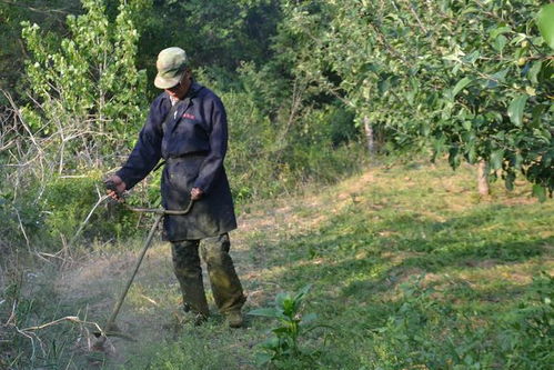 苹果园除草，哪种除草剂效果蕞好？揭秘实用小技巧！