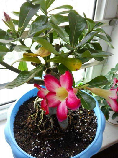 广东气候特点：雨水充沛，红土酸性强