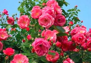 南阳月季花，花开时节你知多少？