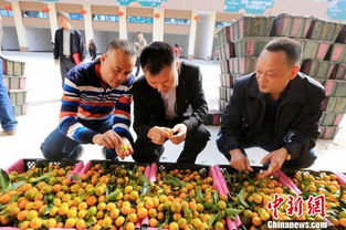 金桔种植如何科学管理，才能确保打造一个丰收的金桔园