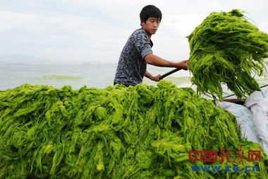 南北差异中的高粱绿潮，高效种植秘诀揭晓