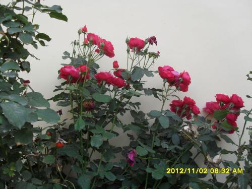 月季冬天开花之谜，你了解多少？