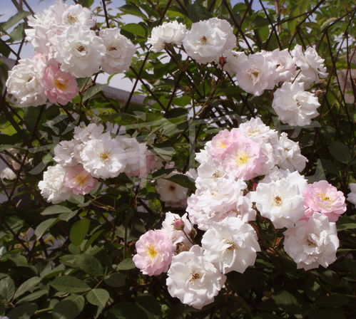 日本无刺蔷薇的种植与区别