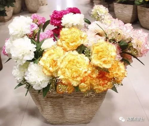 教师节送康乃馨如何？它代表着尊敬和感谢