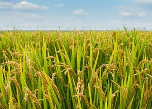 水稻直播后几天开始上水，以及几天后需要打封闭药？