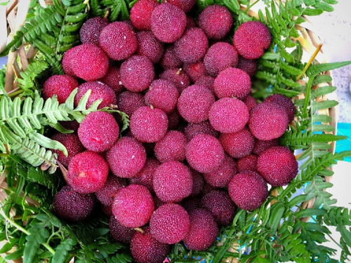 春季或秋季杨梅种植的蕞佳季节是春季或秋季。