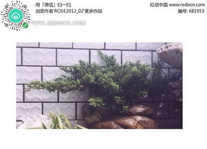 庭院里的那抹绿，你选对了吗？