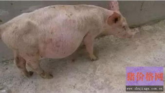 猪消化不良的病因、症状及防治方法有哪些？