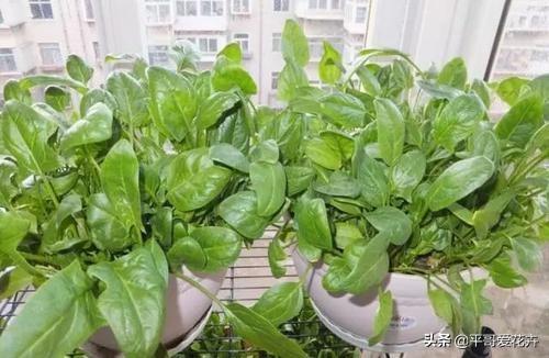 圆花盆可以养什么花？这几种花轻松爆盆