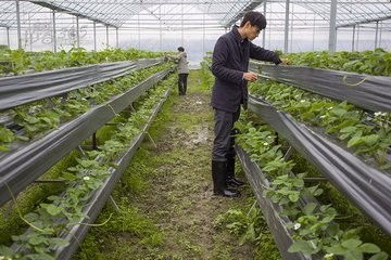 无土栽培基质选用指南中，适合蔬菜种植的基质是什么