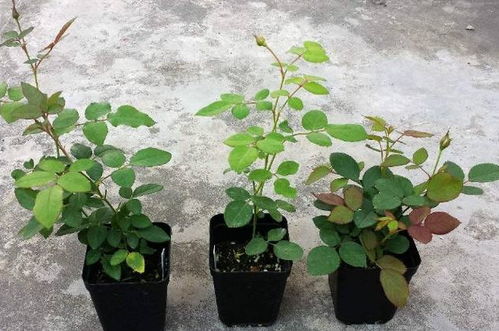 月季花越开越小，是土壤养分不足还是病虫害侵袭？