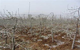 树干包扎， 保护树木的秘密武器