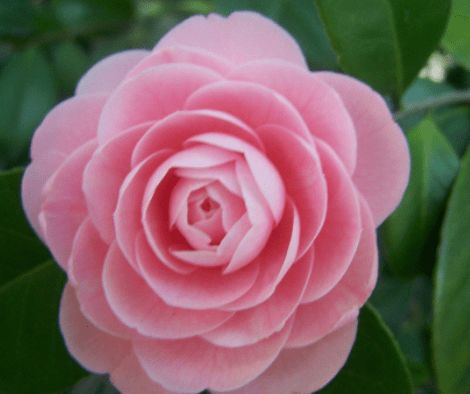 不同颜色的山茶花有什么区别？