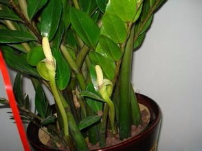 金钱树：美丽背后的潜在风险