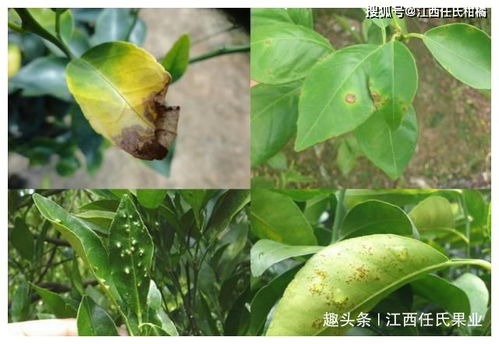 第四步：区分农药种类，别再搞混了！