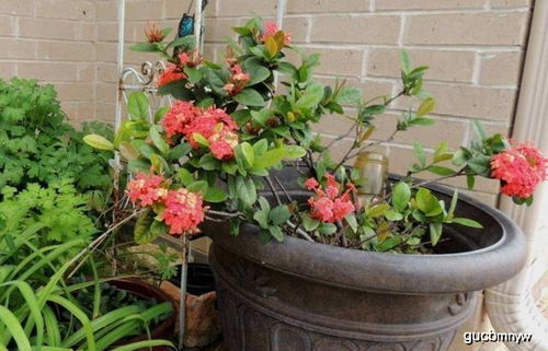 新手种植，哪个梗合适？