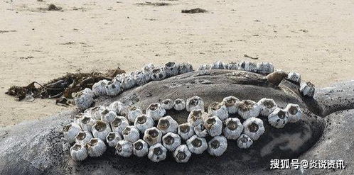 贝类是如何通过交配、产卵和孵化等过程完成繁殖的？