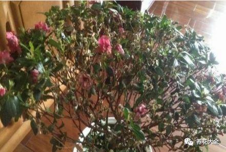 水分的“干透浇透”