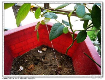 玫瑰压条的意义