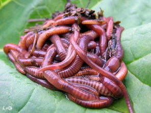 还有啊，Ke以试试这个，烧开水浇灌菜地