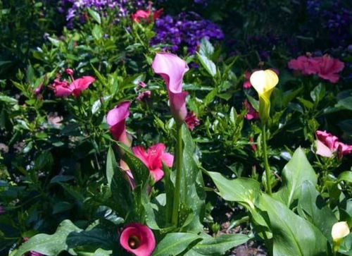 如何根据花形搭配家居风格？