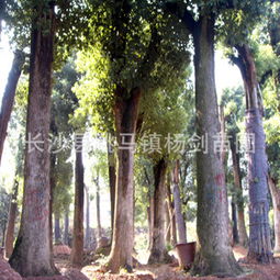 40公分香樟树的特点及价格