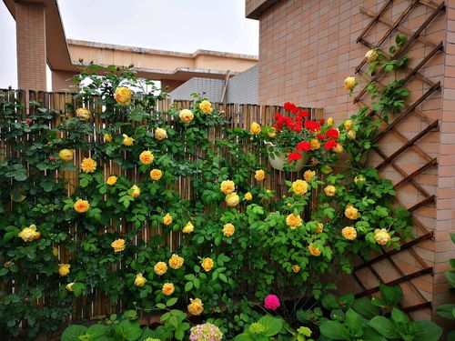 四月：新枝生长旺盛