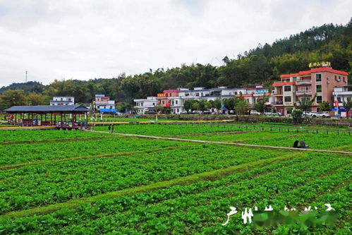 春季种植油菜花需要注意哪些关键事项