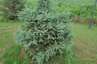 提高成活率的综合方法