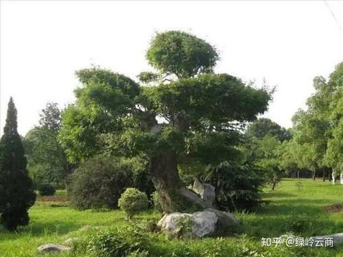 绿化树苗价格受种植技术、品种、市场供需等因素影响